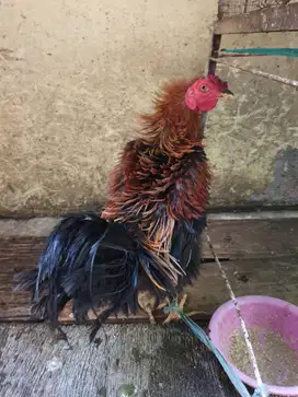 Ayam walik gondang