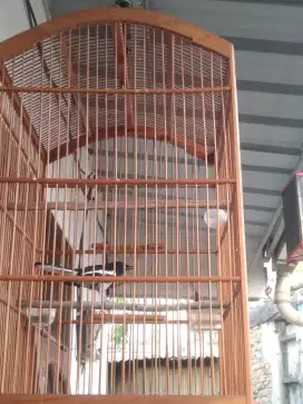 Jual kacer harian rajin