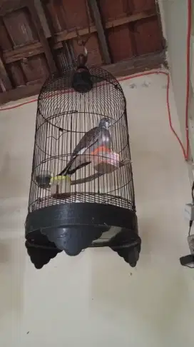 Burung Derkuku Lokal Cendolo Sabdo (Baca Deskripsi Iklan)