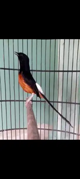 Burung murai gacor
