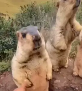 sepasang marmut hias himalaya hewan koleksian exotik 6 bulanan unik ok