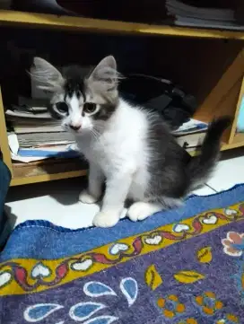 Open adop kucing persia umur 5 bulan jantan aktiv