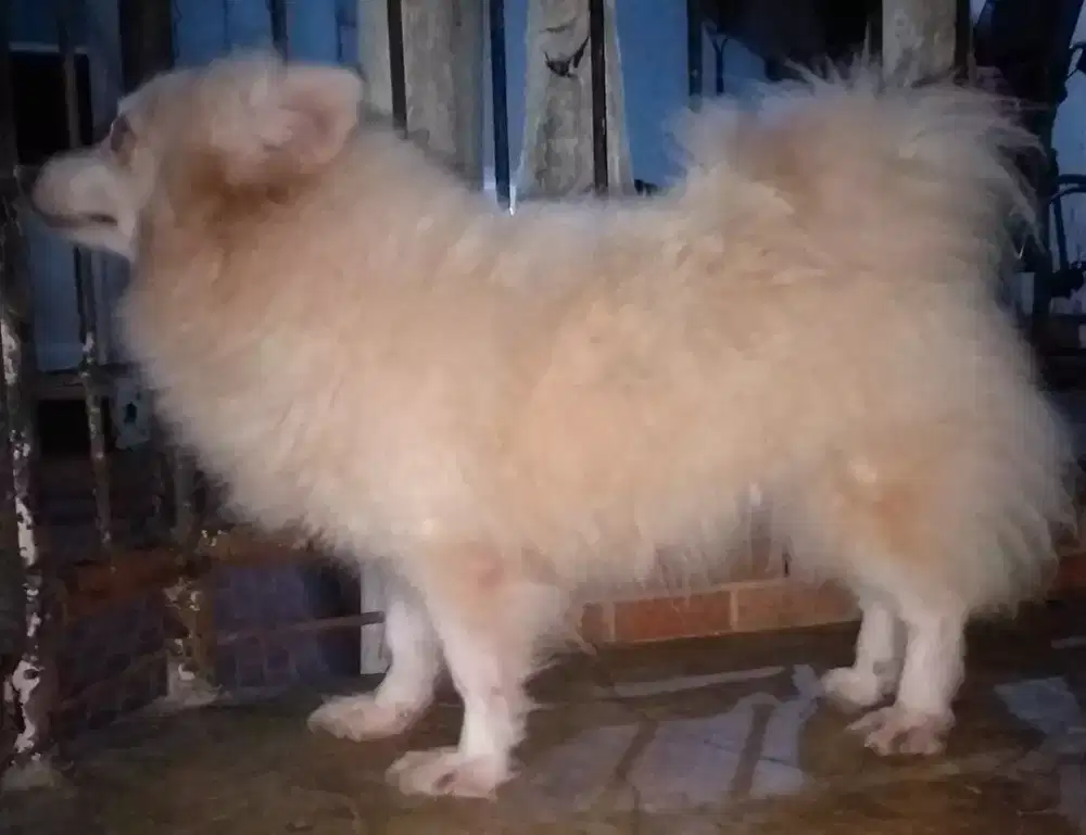 Semi hibah pomeranian betina