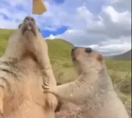 sepasang marmut hias himalaya koleksian exotik unik 6 bulanan rawatan