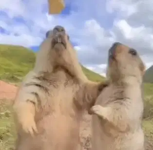 sepasang marmut hias himalaya 6 bulanan hewan exotik koleksian menarik