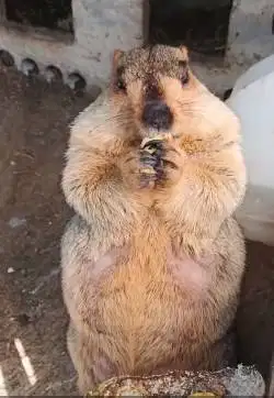 sepasang marmut hias himalaya 6 bulanan hewan exotik koleksian menarik