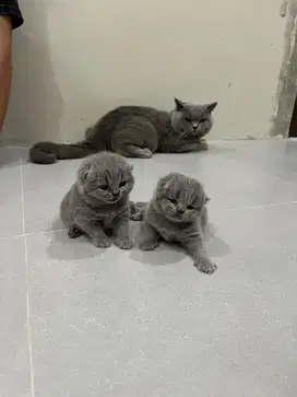 BSH Blue Solid Pedigree (Open Book)