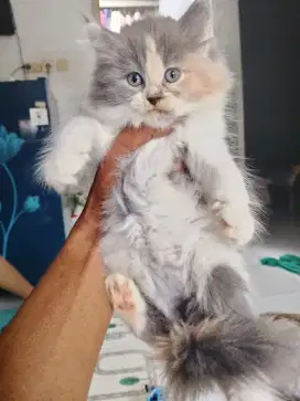 Lepas adopsi kitten usia 2bulan