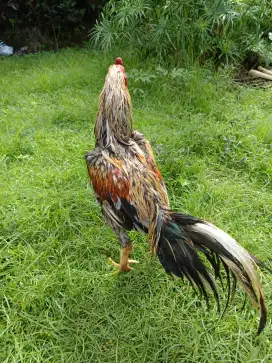 Ayam Bangkok Super