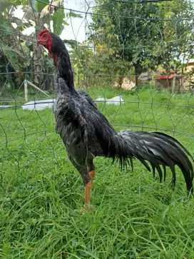 Ayam Bangkok Muda
