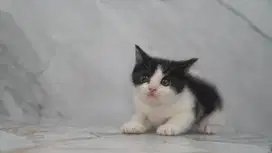 BSH British Munchkin Bicolor Kitten Kucing
