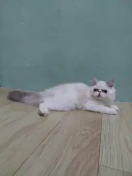 Kucing kitten peaknose betina