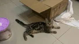 BSH tabby jantan, 4 bulan