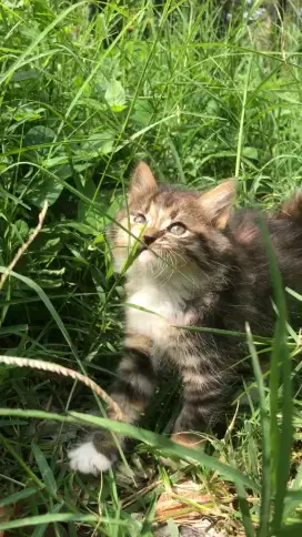 Persia Tabby Bulu Kapas