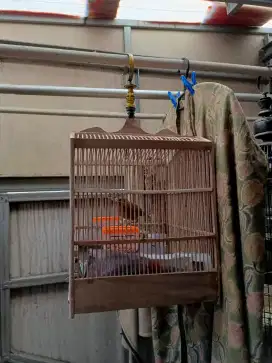 Burung wambi giras di jual