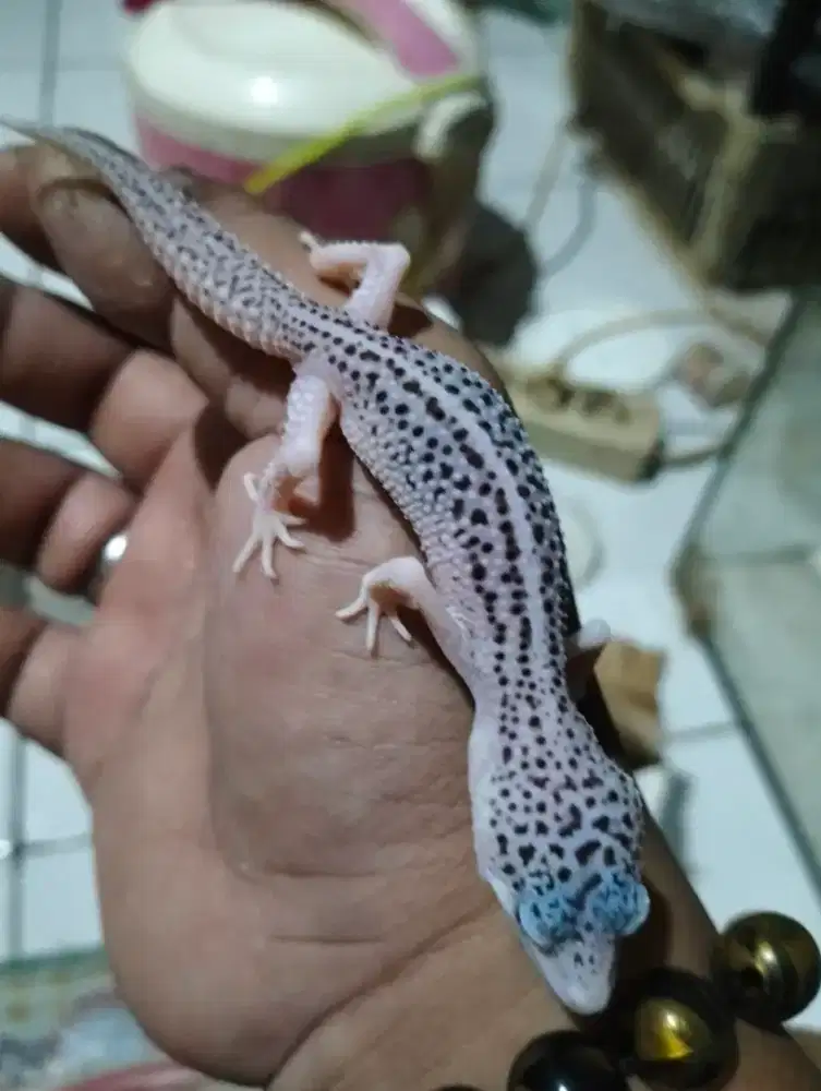 Gecko morph pied Juvenile
