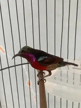 Burung ko nin semi da cok untuk masteran kacer