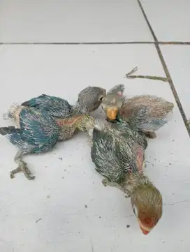 Lolohan burung lovebird untuk di jinakin ff