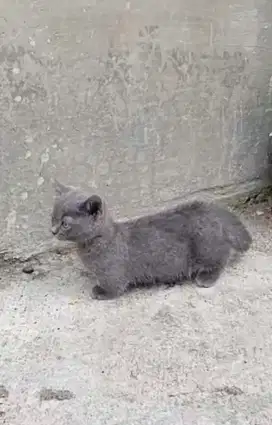 BSH Munchkin Blue British Short Hair Cebol Top Standar Kitten
