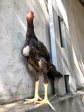 Ayam shamo eropa line nuber