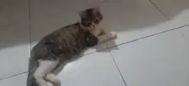 Lepas Adopsi kucing