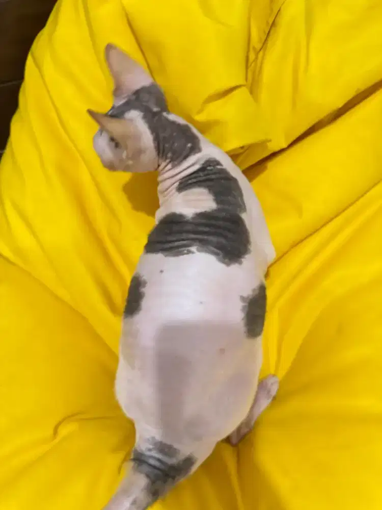 Kucing indukan sphynx betina proven
