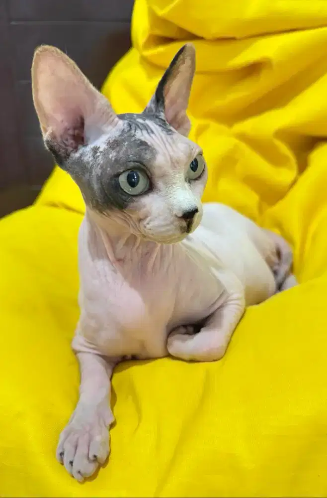 Kucing betina sphynx