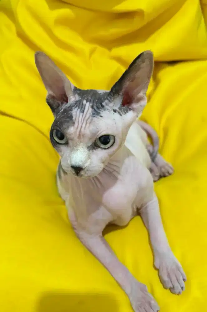 Sphynx indukan betina