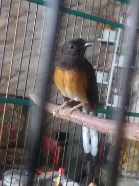 murai batu pastol figter