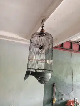Burung decu gacor fulset