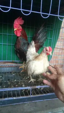 Ayam kate dewasa ( sepasang )