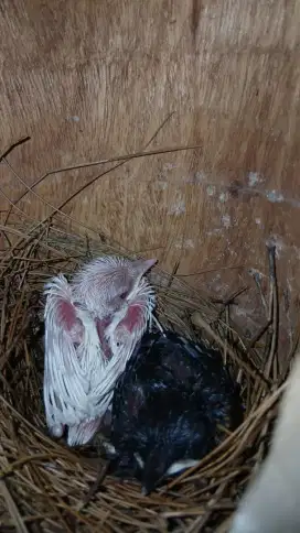 Murai batu albino dan split lolohan