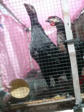 ayam kampung sepasang