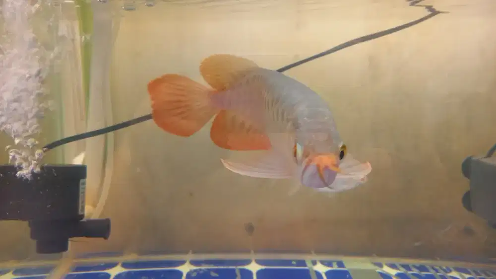 Aquarium uk 60x30x35 n 50x30x35