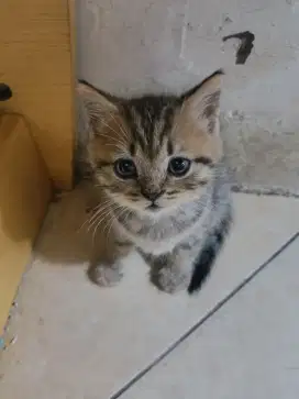 ANAK KUCING SIAP ADOP