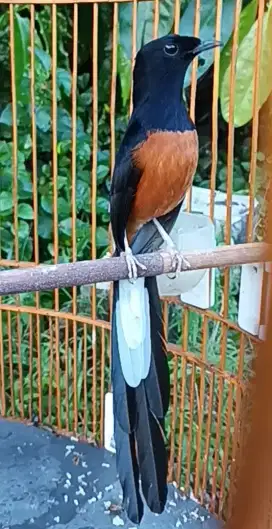 MURAI HUTAN PRESTASI