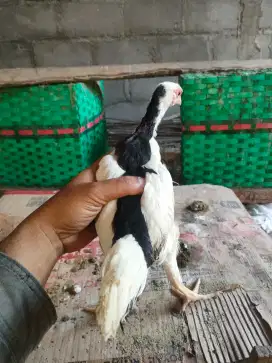 Ayam tulak tolak