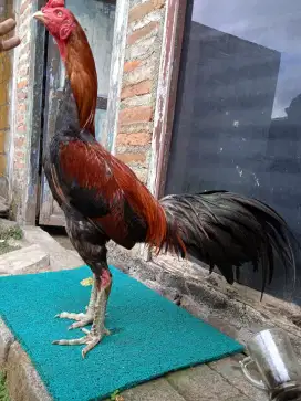 Ayam Bangkok ( Khoyngon )