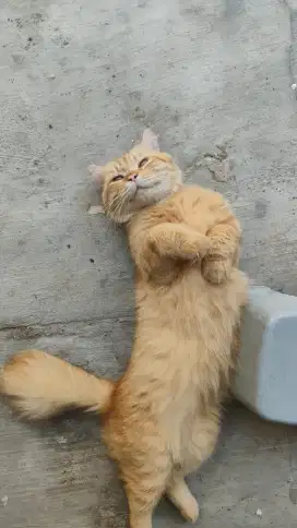 Dijual Kucing Oren Jantan umur 1 tahunan