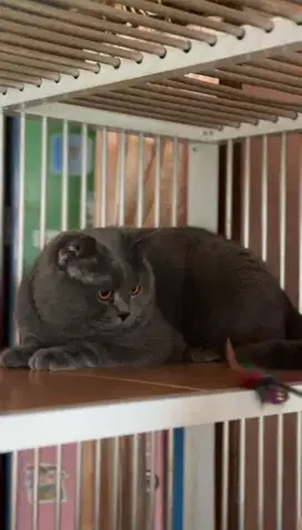 British Shorthair (BSH) jantan