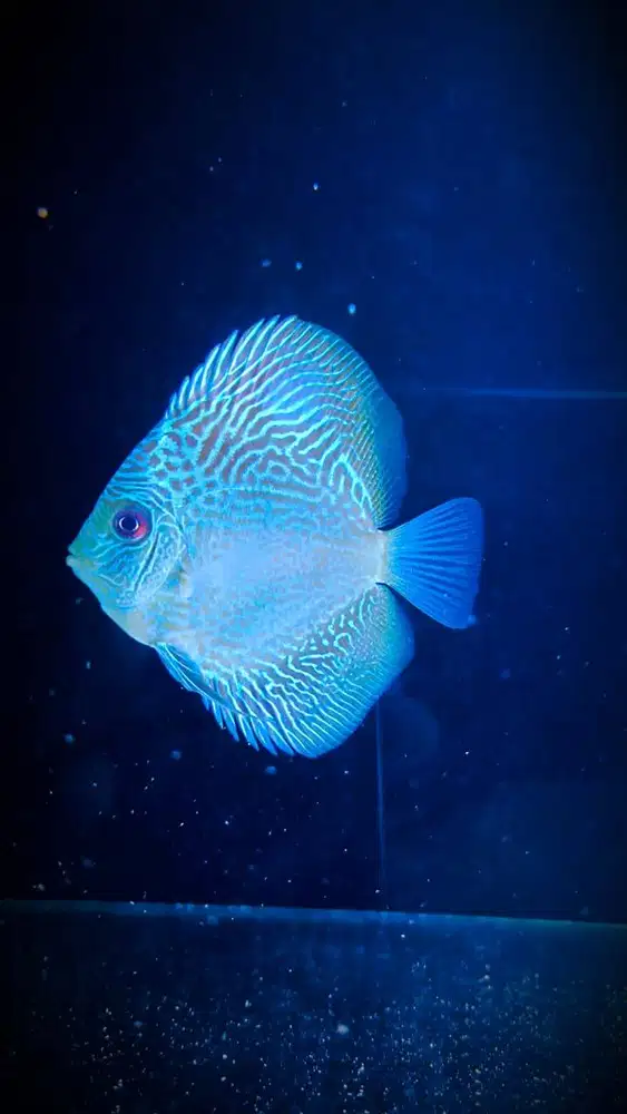 Discus Blue LSS (Leopard Snake Skin) 3.5 Inch