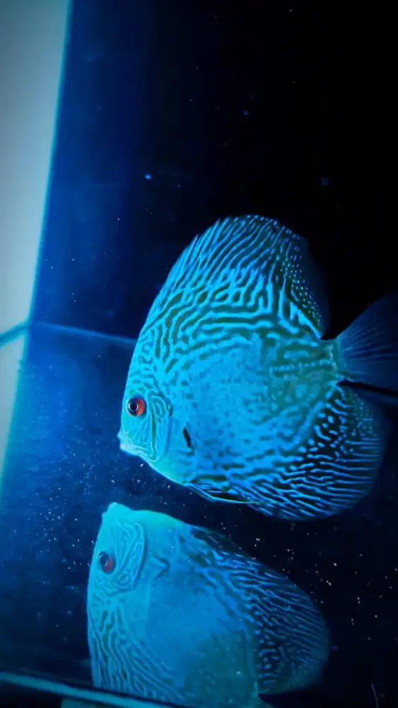 Discus Blue LSS (Leopard Snake Skin) 4 Inch