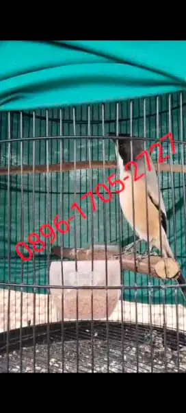 PENTET MADURA BLANGKON GACORRR
