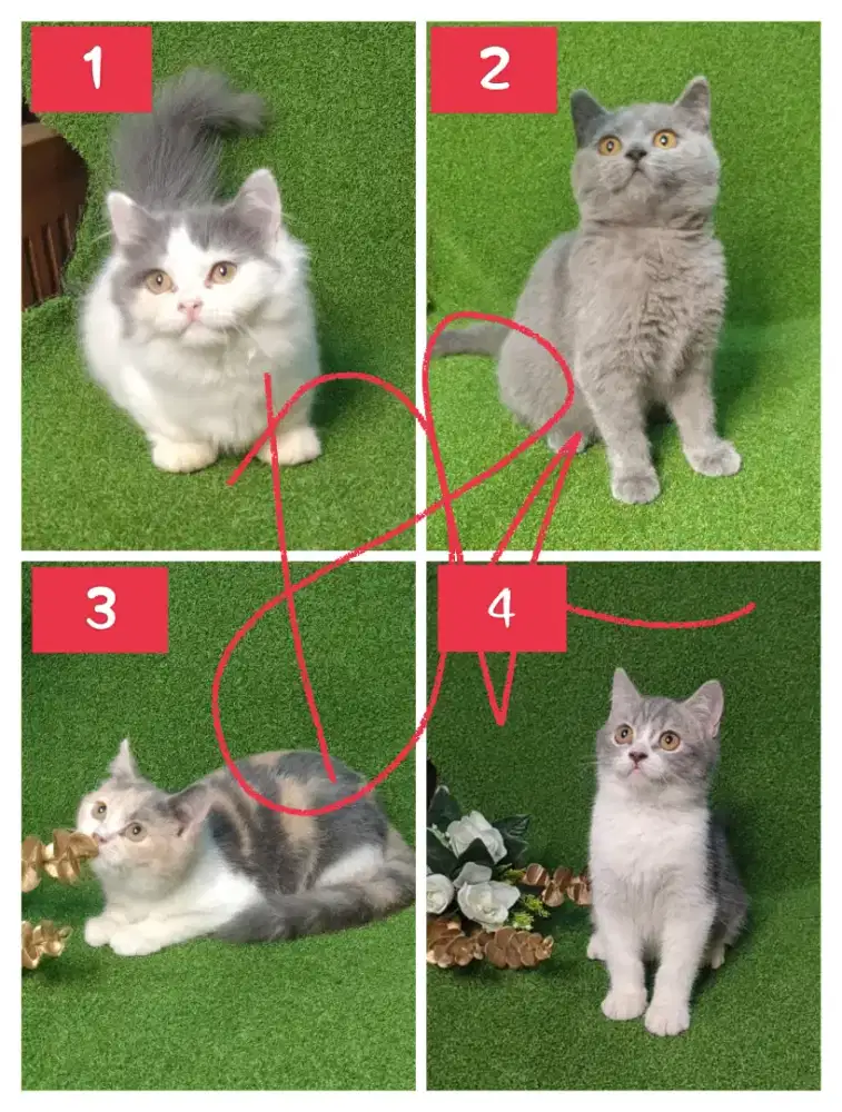 Kucing BSH ,BLH munchkin