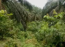 Dijual lahan seluas 2 ha, lokasi strategis, nego sampe jadi