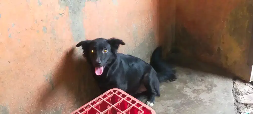 Anjing mix 1 pasang