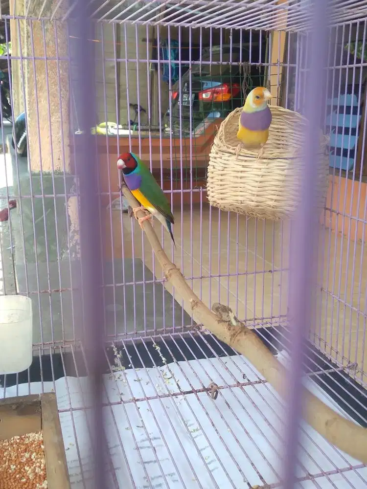 Indukan burung gold amadine