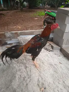 Ayam bangkok buat pacek , pakoy, Birma, samo