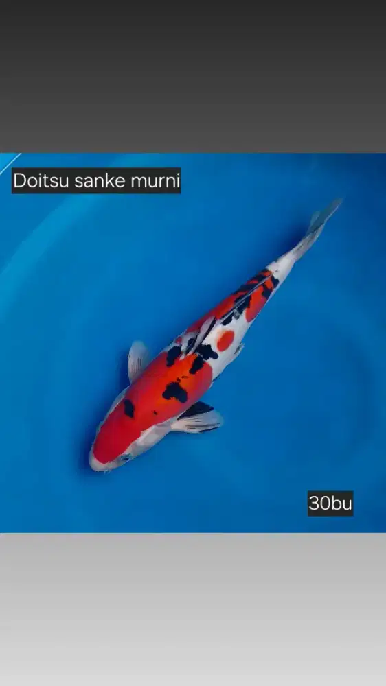 Doitsu sanke istimewa merah setrong SQ. 30bu