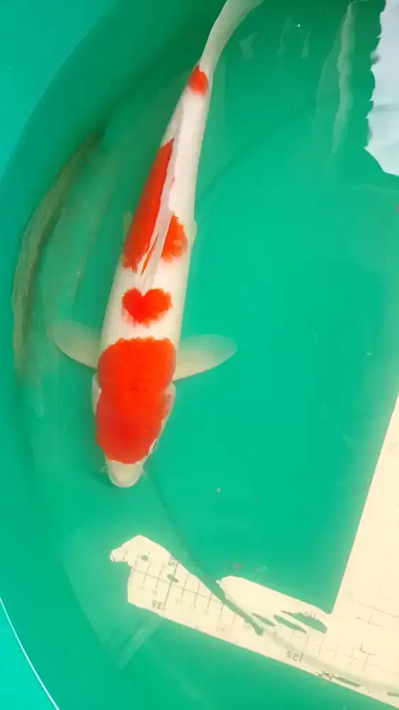 Ikan koi jenis Kohaku 38cm warna merah strong